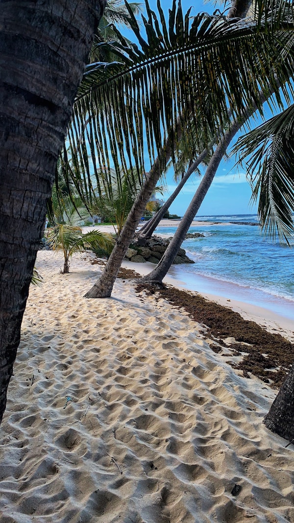 Exploring Barbados' Authentic Cuisine: Local Dishes, Restaurants & Traditional Recipes