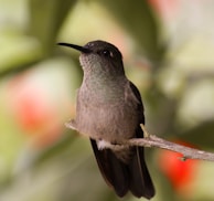 Ruby-throated hummingbird on brown branch