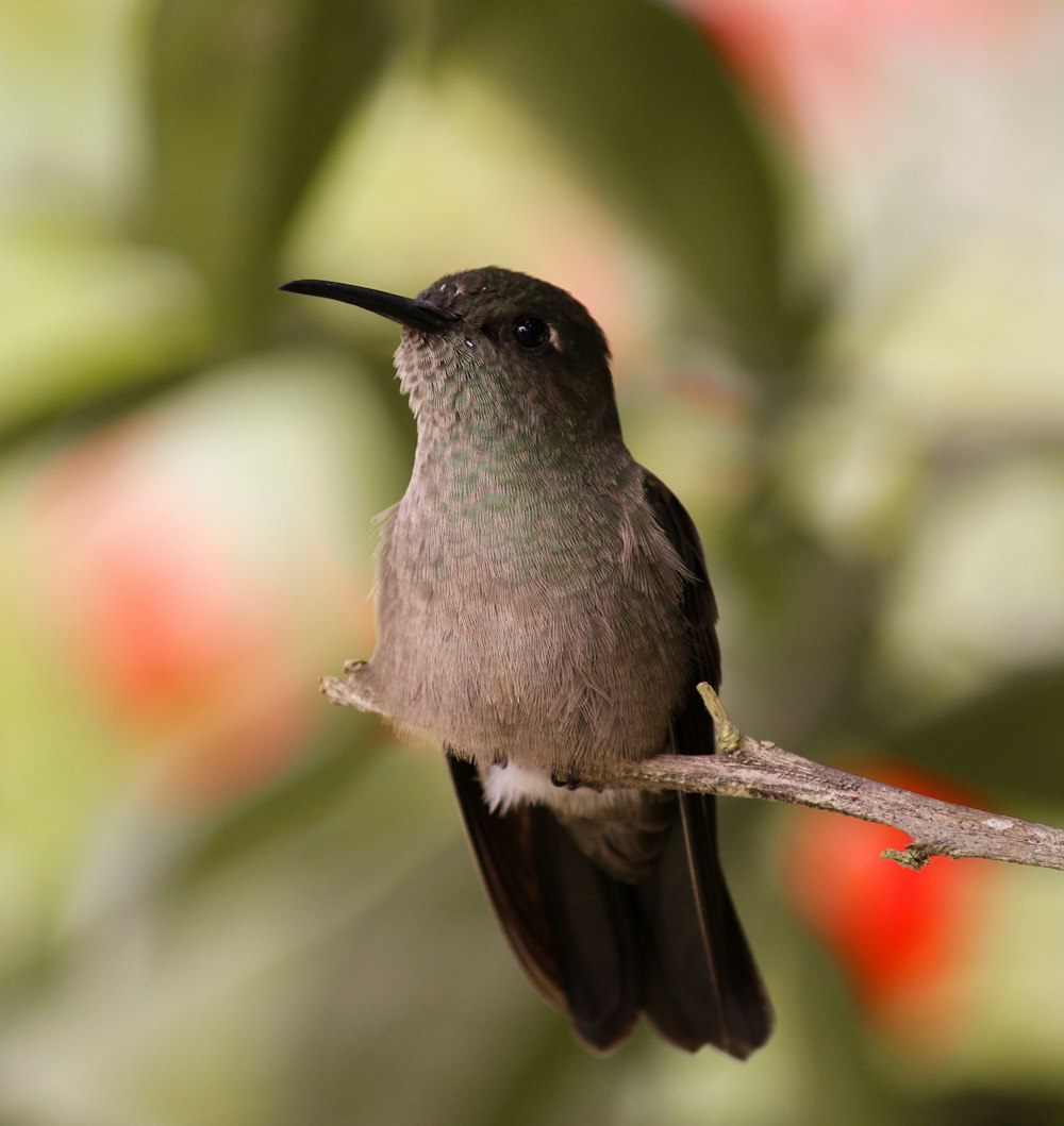 Ruby-throated hummingbird on brown branch