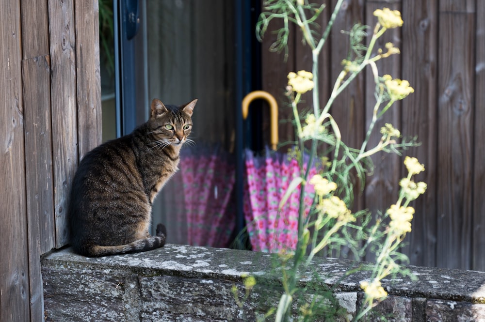 tabby cat near pink umbrella