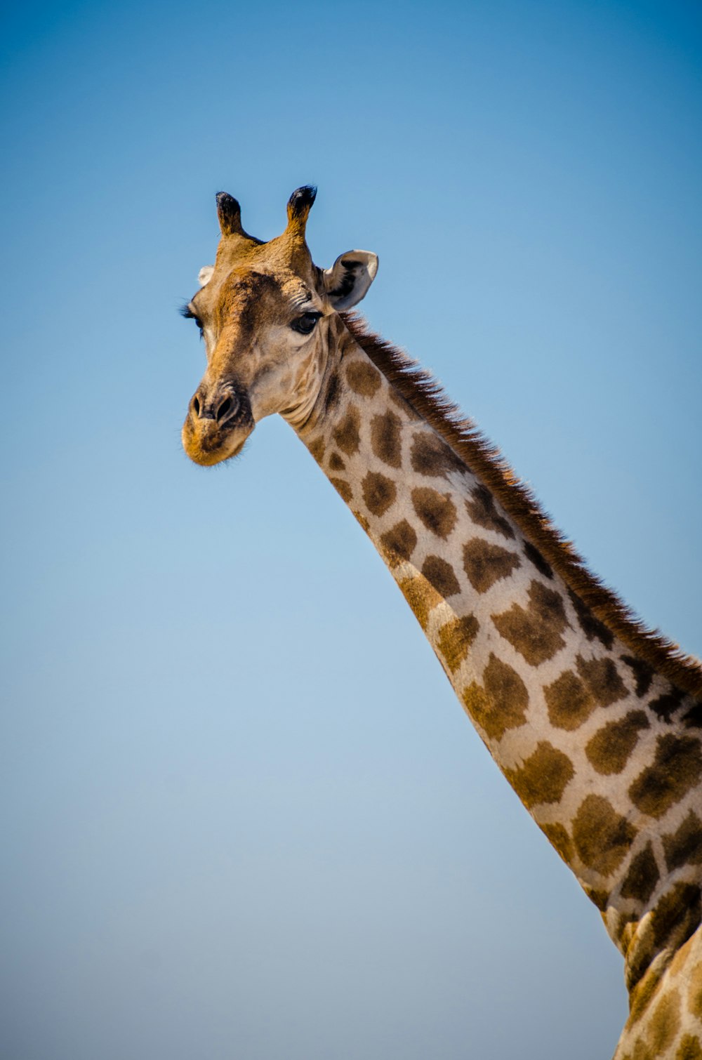 brown giraffe on focus photography