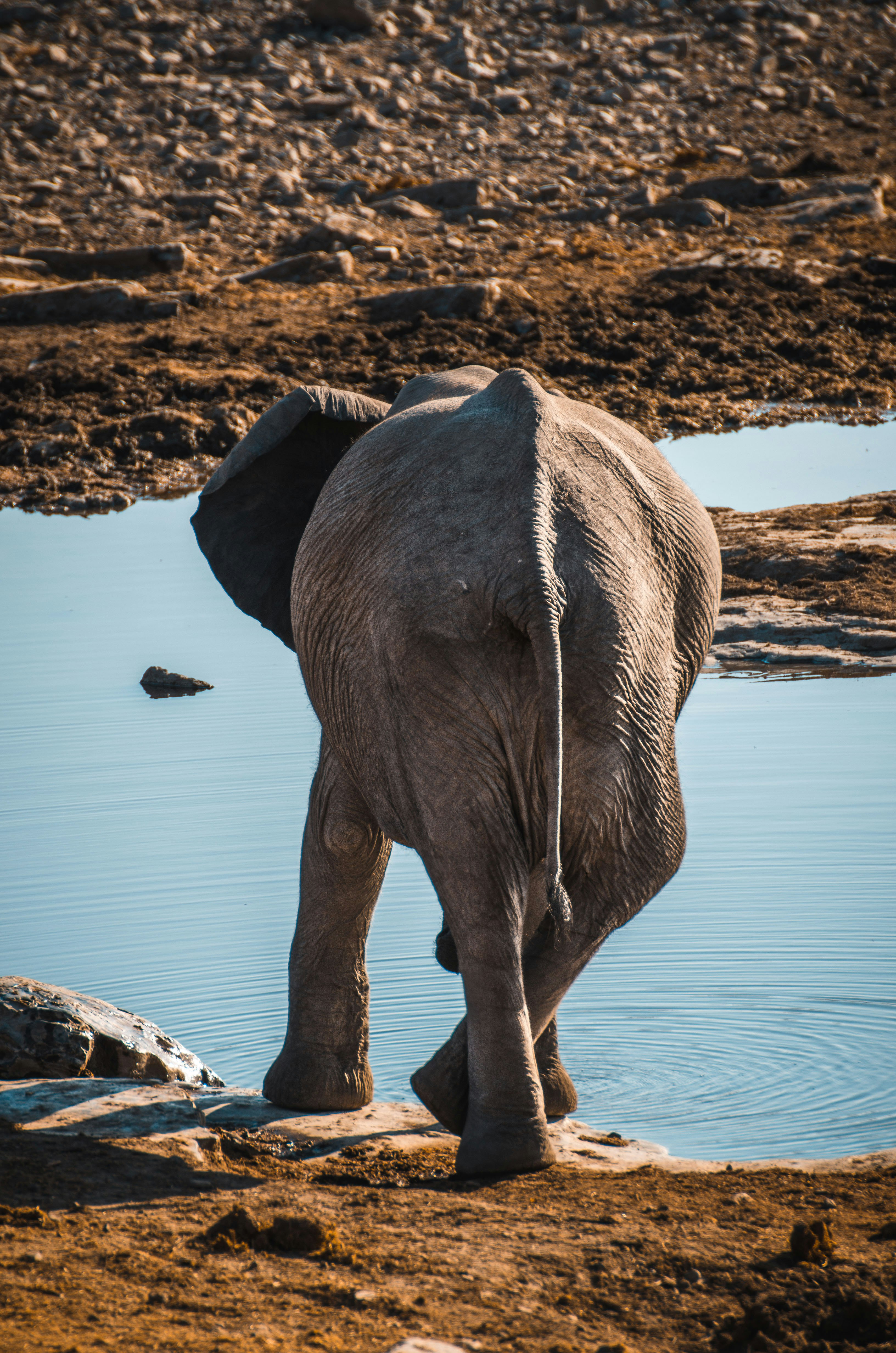 gray animal near water