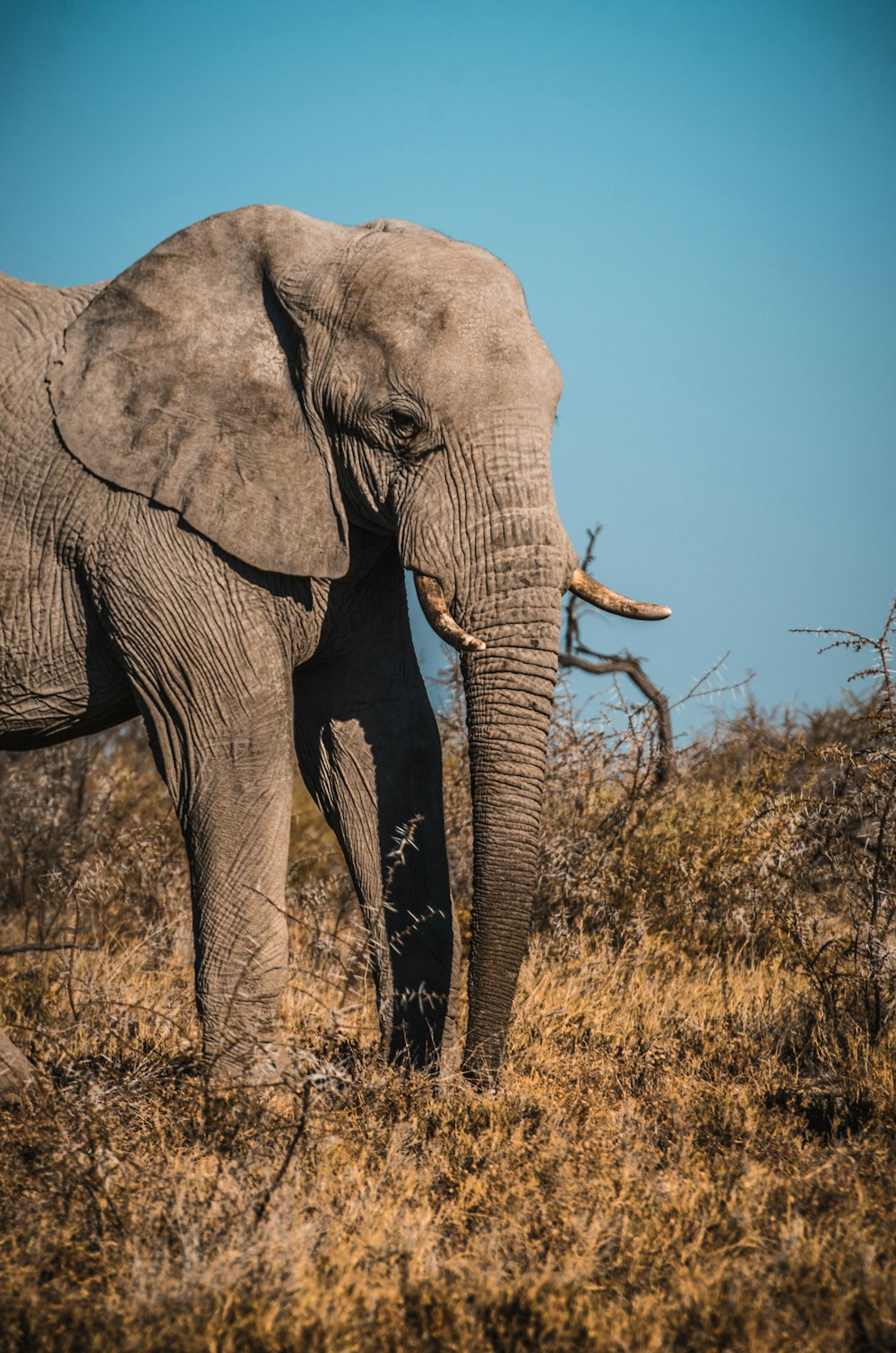 Background Elephant-foton och fler bilder på Elefant - Elefant