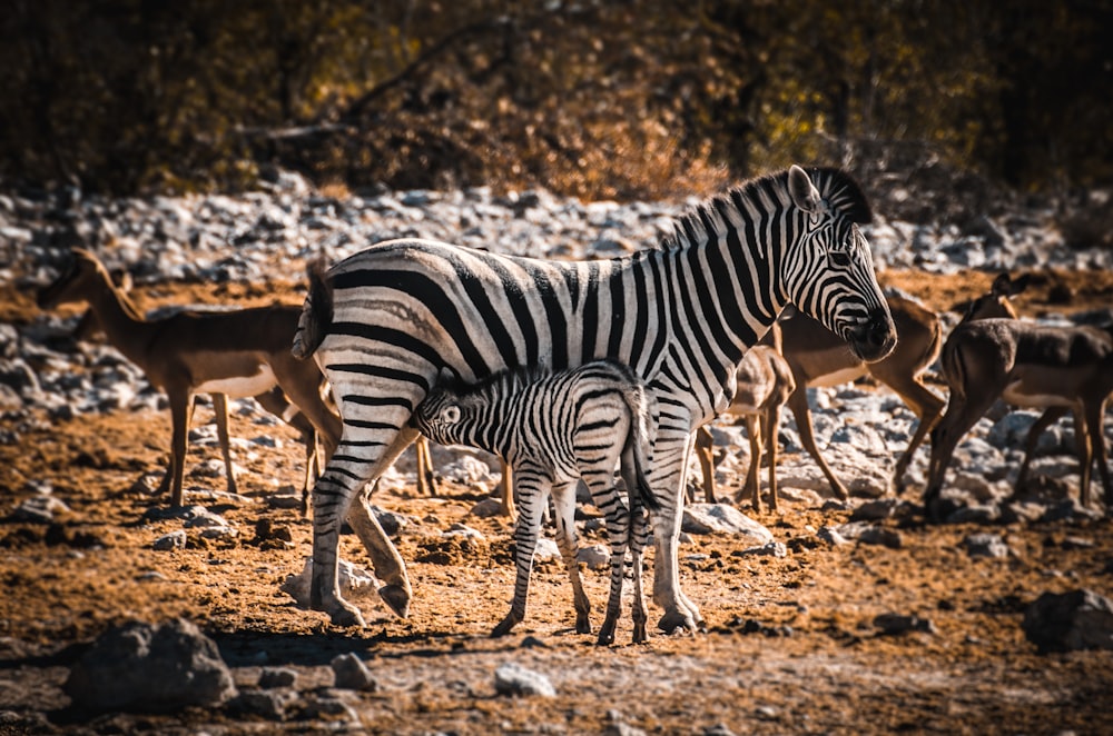 Animale zebrato