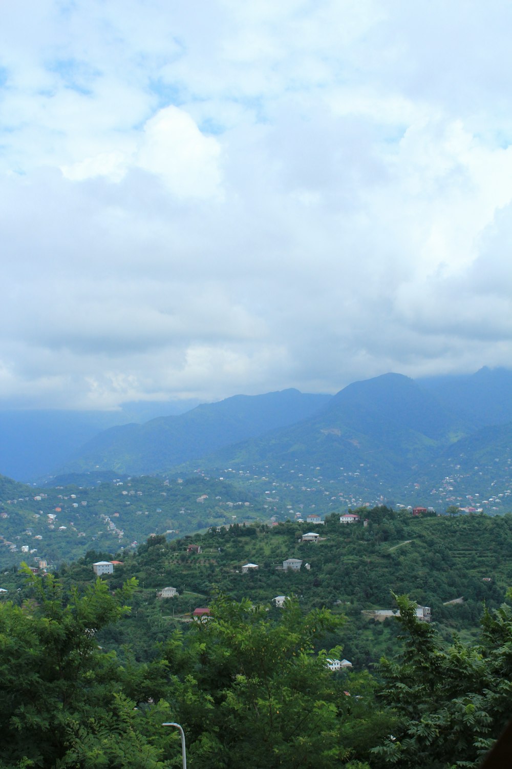 green-leafed trees