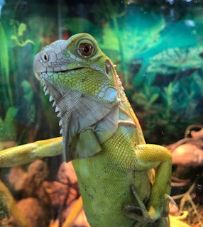 An iguana with light green scales and orange eyes is perched with one of its front legs resting against a glass surface. The background is filled with lush green vegetation and blurred, giving the impression of a vivarium or natural habitat setting.