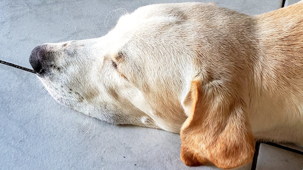 Labrador retriever jaune adulte