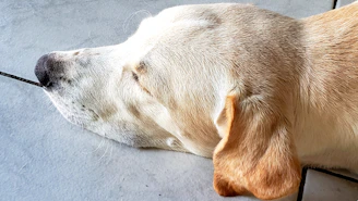 adult yellow Labrador retriever
