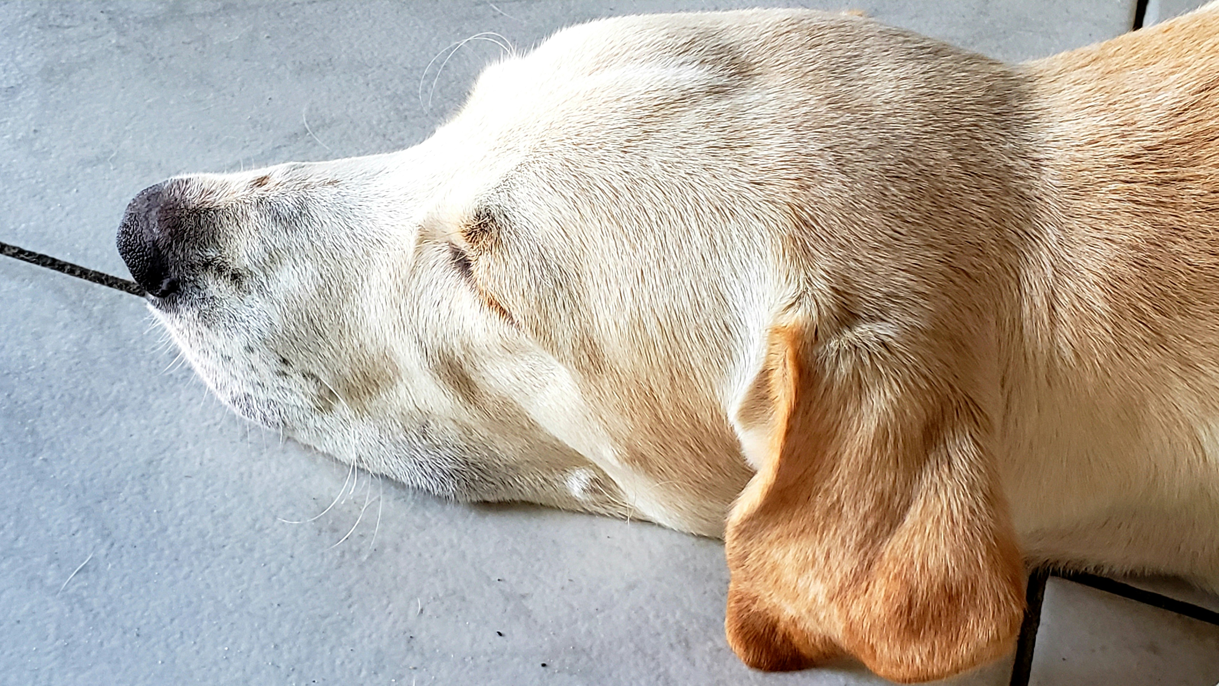 adult yellow Labrador retriever