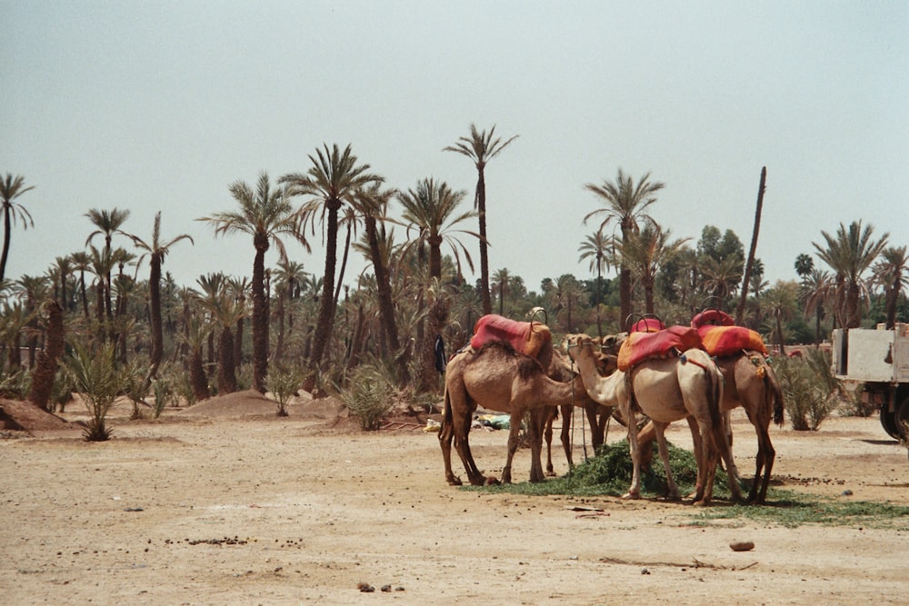 brown camels