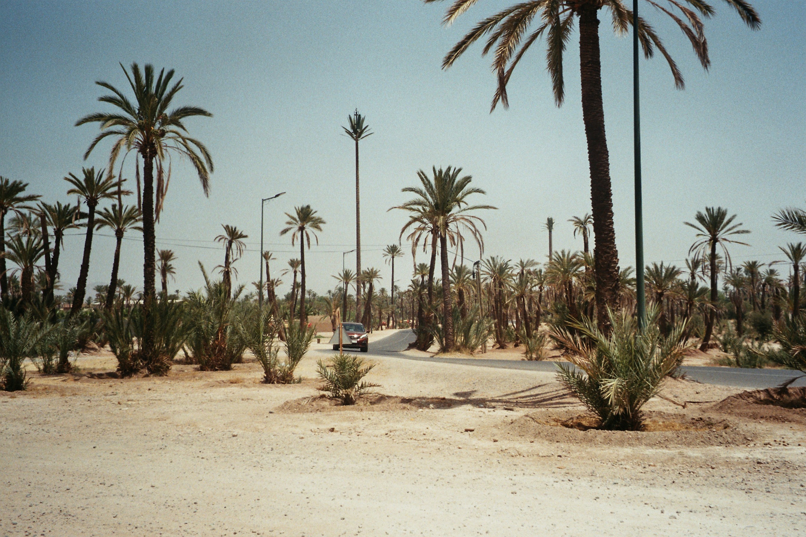 Morocco palms