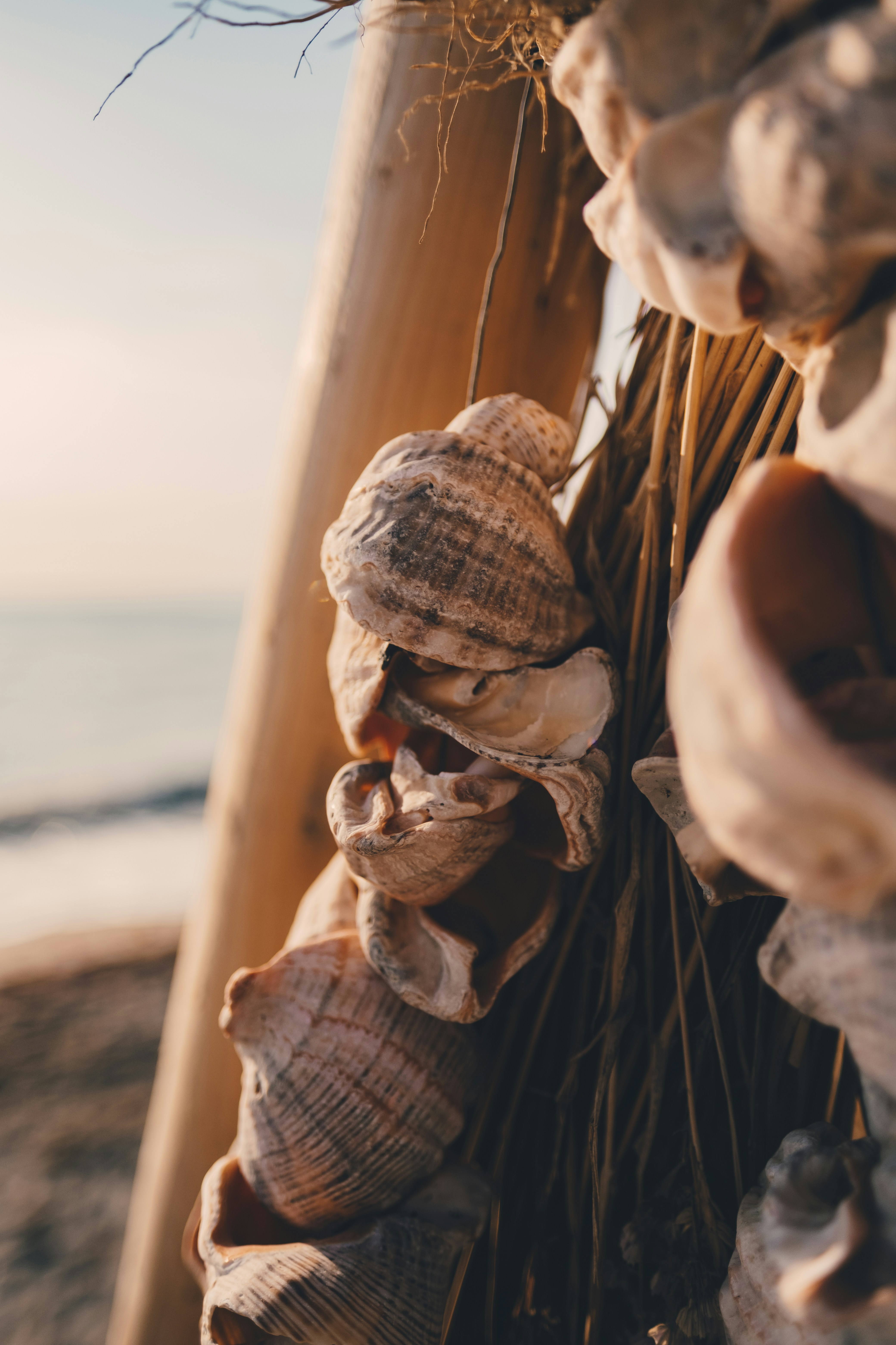 shallow focus photo of seashell