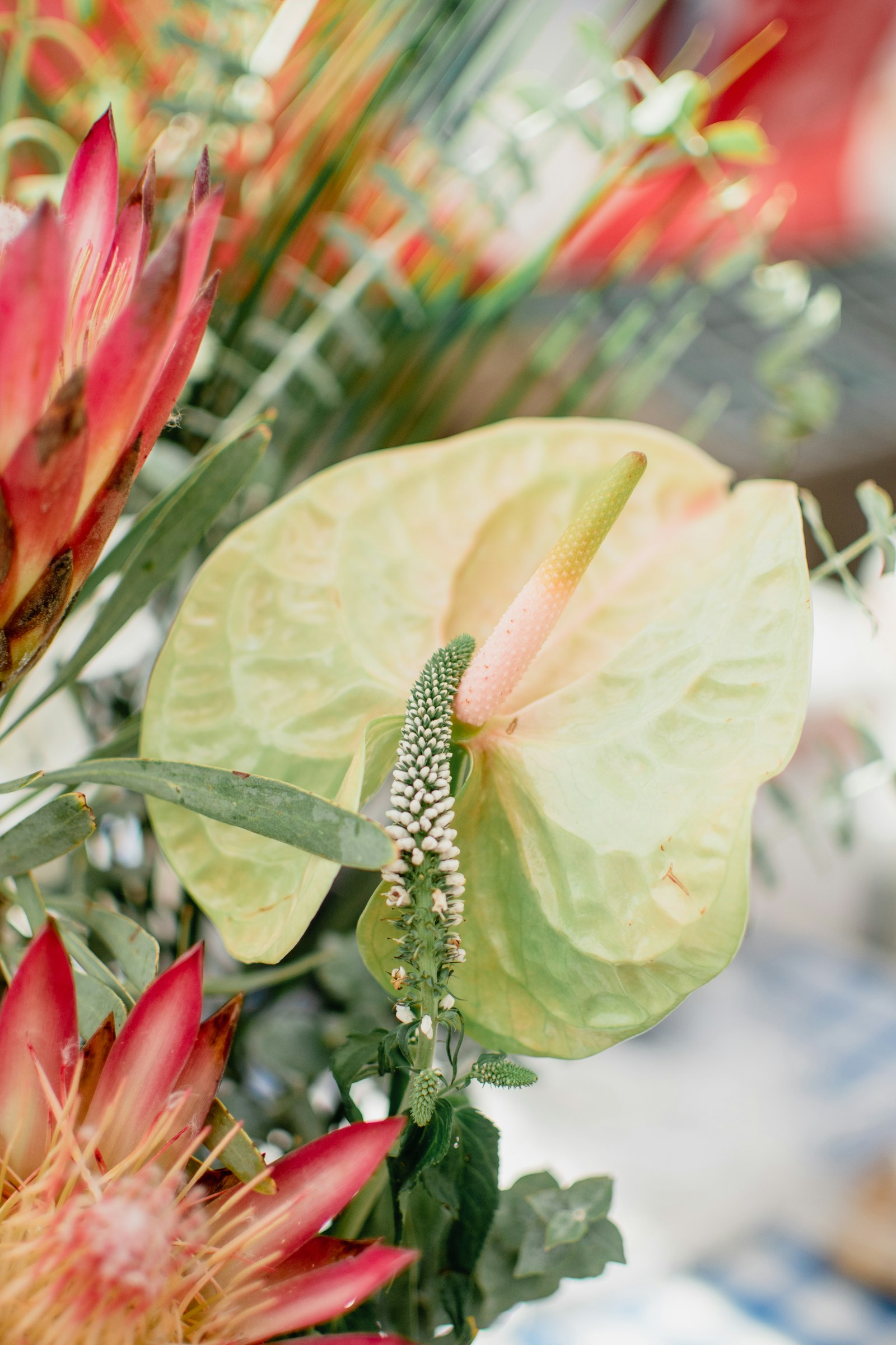 Nikon D500 + Nikon AF-S DX Nikkor 35mm F1.8G sample photo. Beige petaled flower plant photography