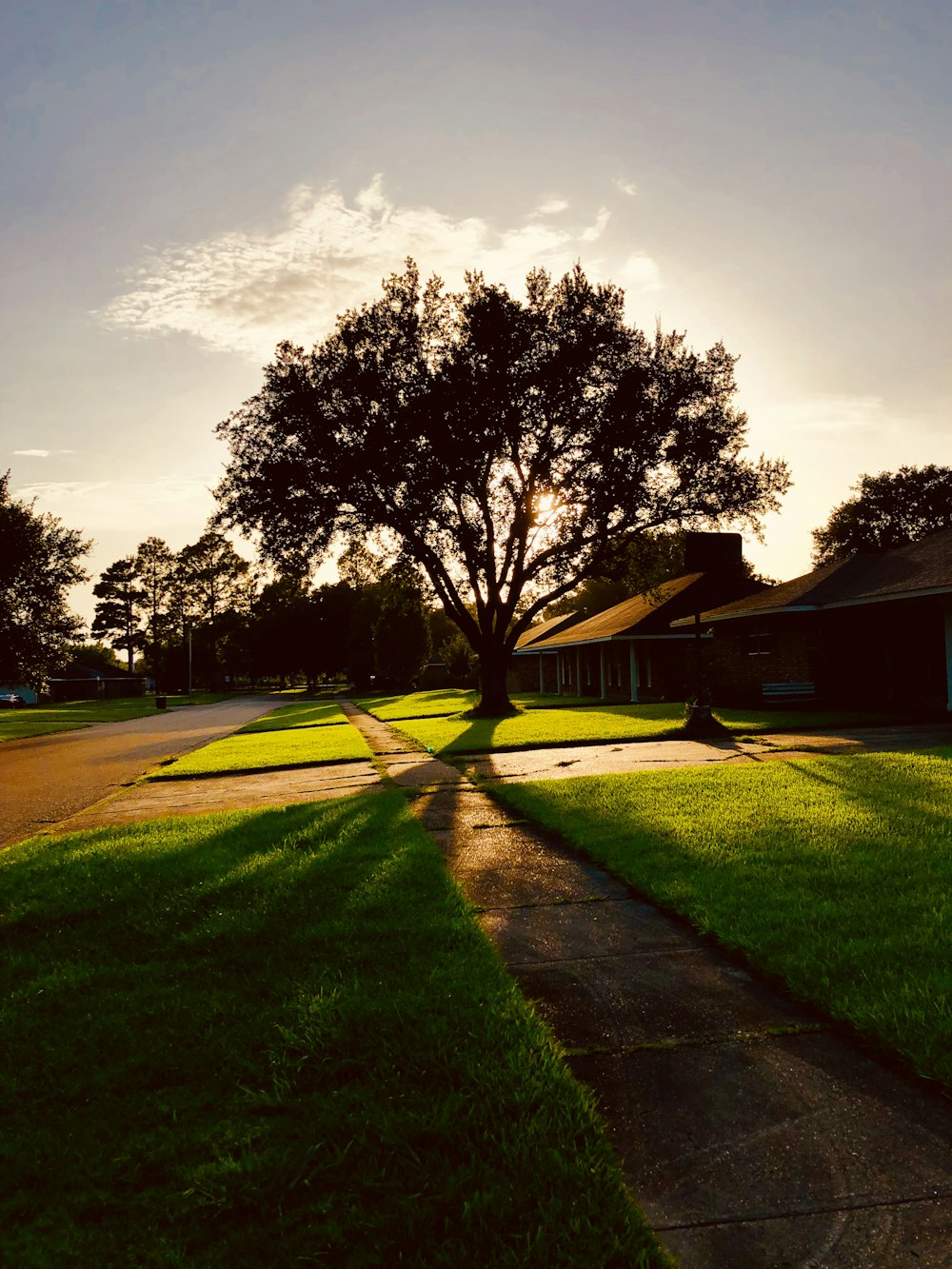 silhouette of tree