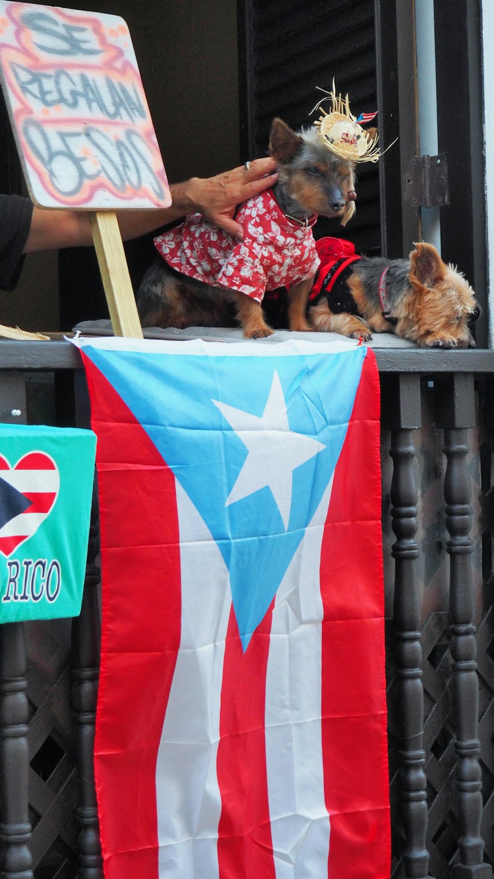 cachorro negro de pelaje corto de pie en la bandera