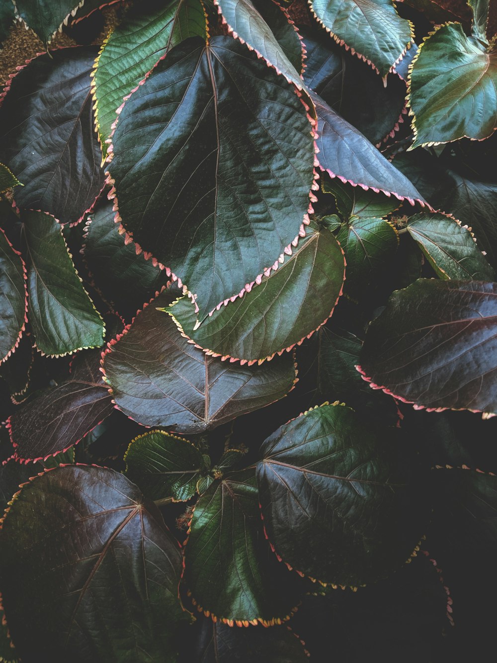 a close up of a green leafy plant