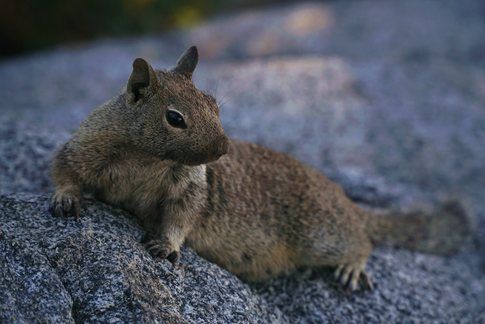 brown rodent