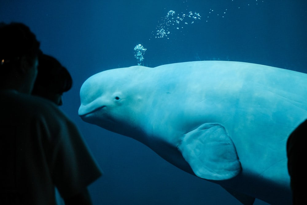 Beluga Pictures  Download Free Images on Unsplash