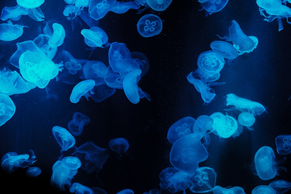 a group of jellyfish swimming in the water