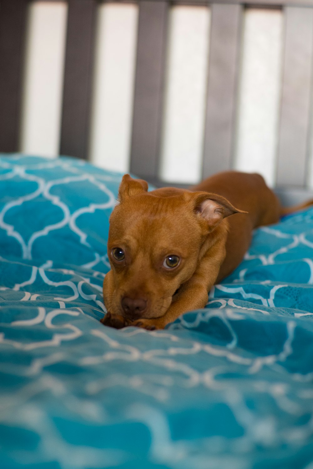 short-coated tan puppy