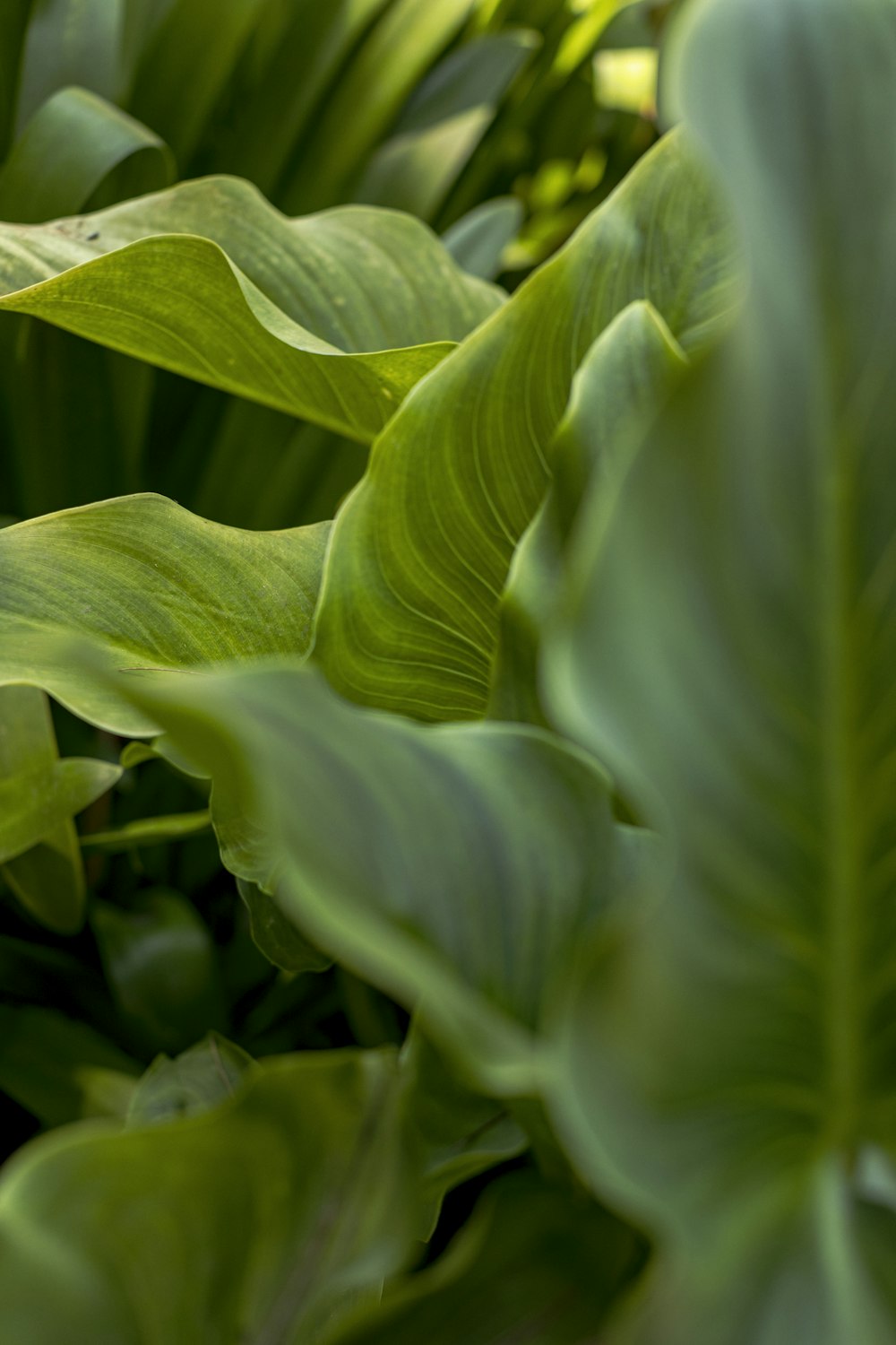 selective focus photo of green-leafed plant