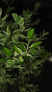 Vibrant green leaves densely packed together, showcasing a mix of light and dark green hues with defined leaf patterns. The leaves have a glossy appearance under bright lighting, creating a fresh and lively atmosphere.