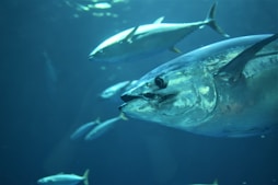 gray tuna fish