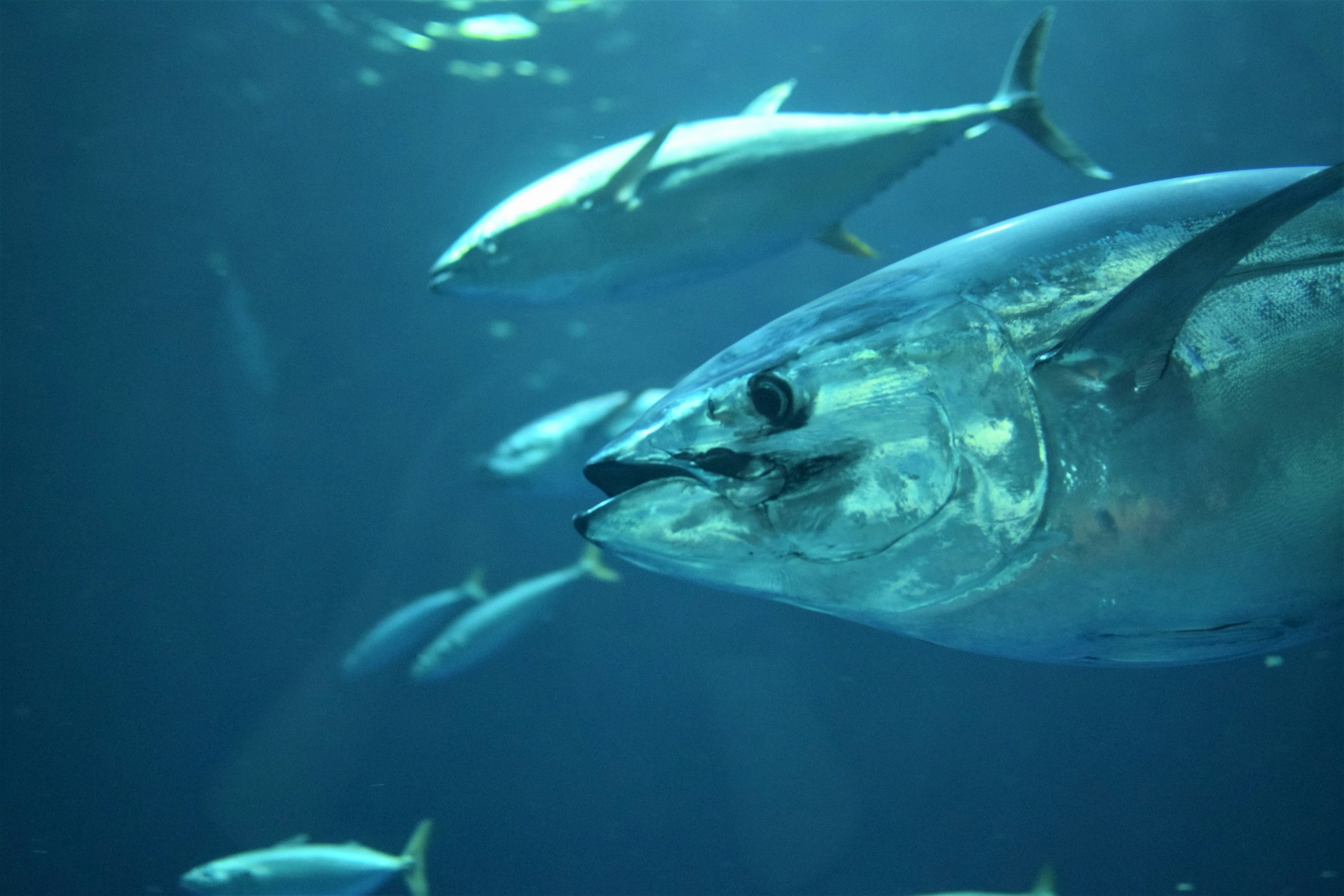 Mauritius tuna export docks