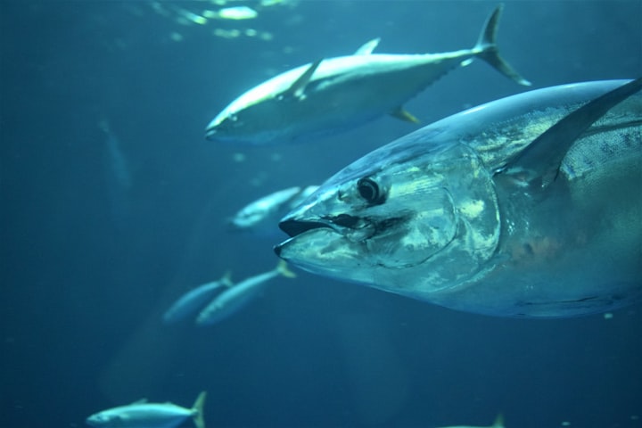 Is Eating Tuna worth the consequences? 