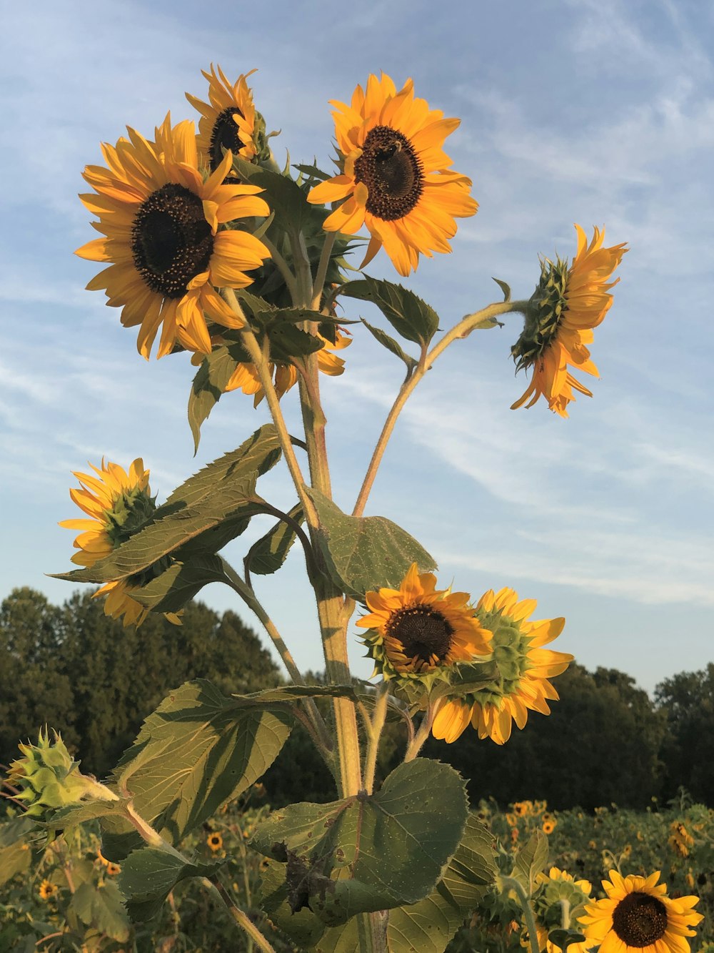 yellow sunflowers bouquet