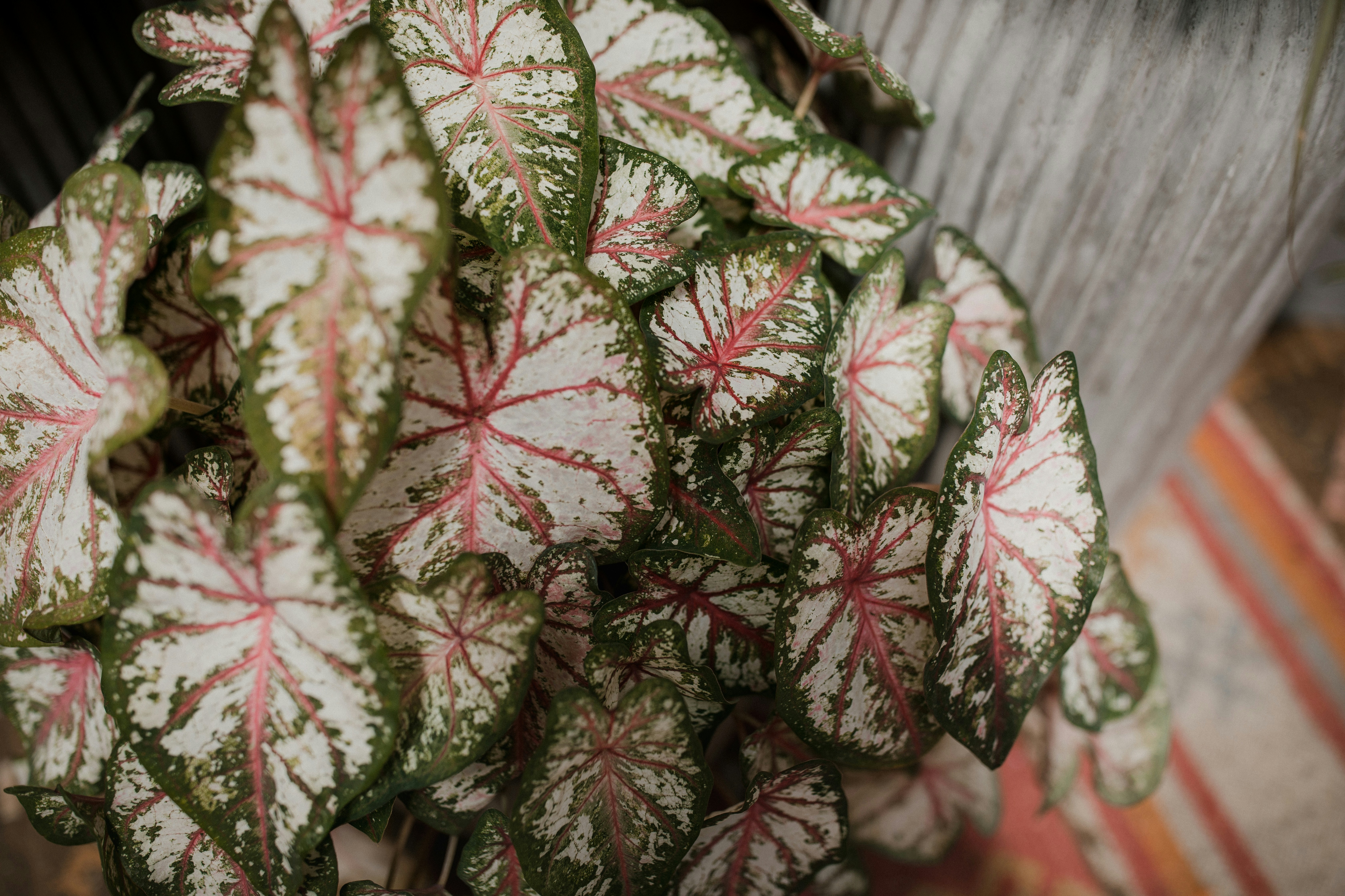 白い葉の植物の写真 Unsplashで見つける工場の無料写真