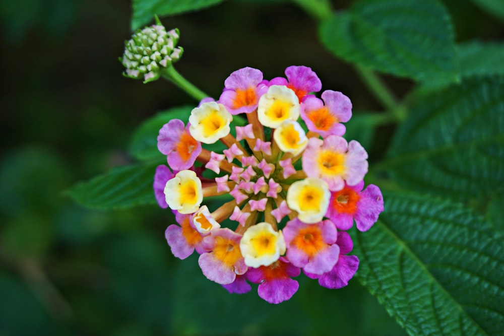 yellow and pink cluster flower