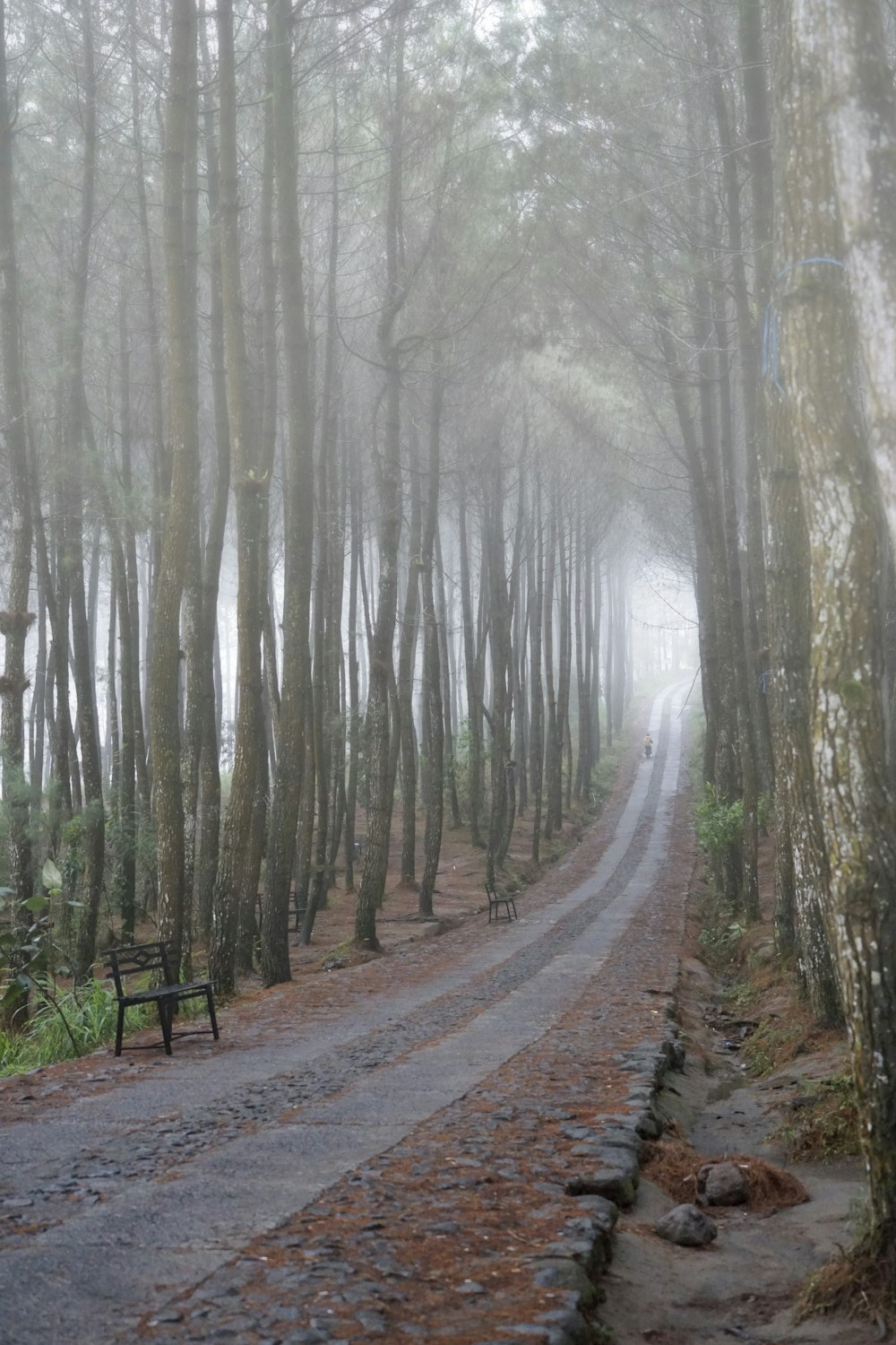 empty pathway between tall trees