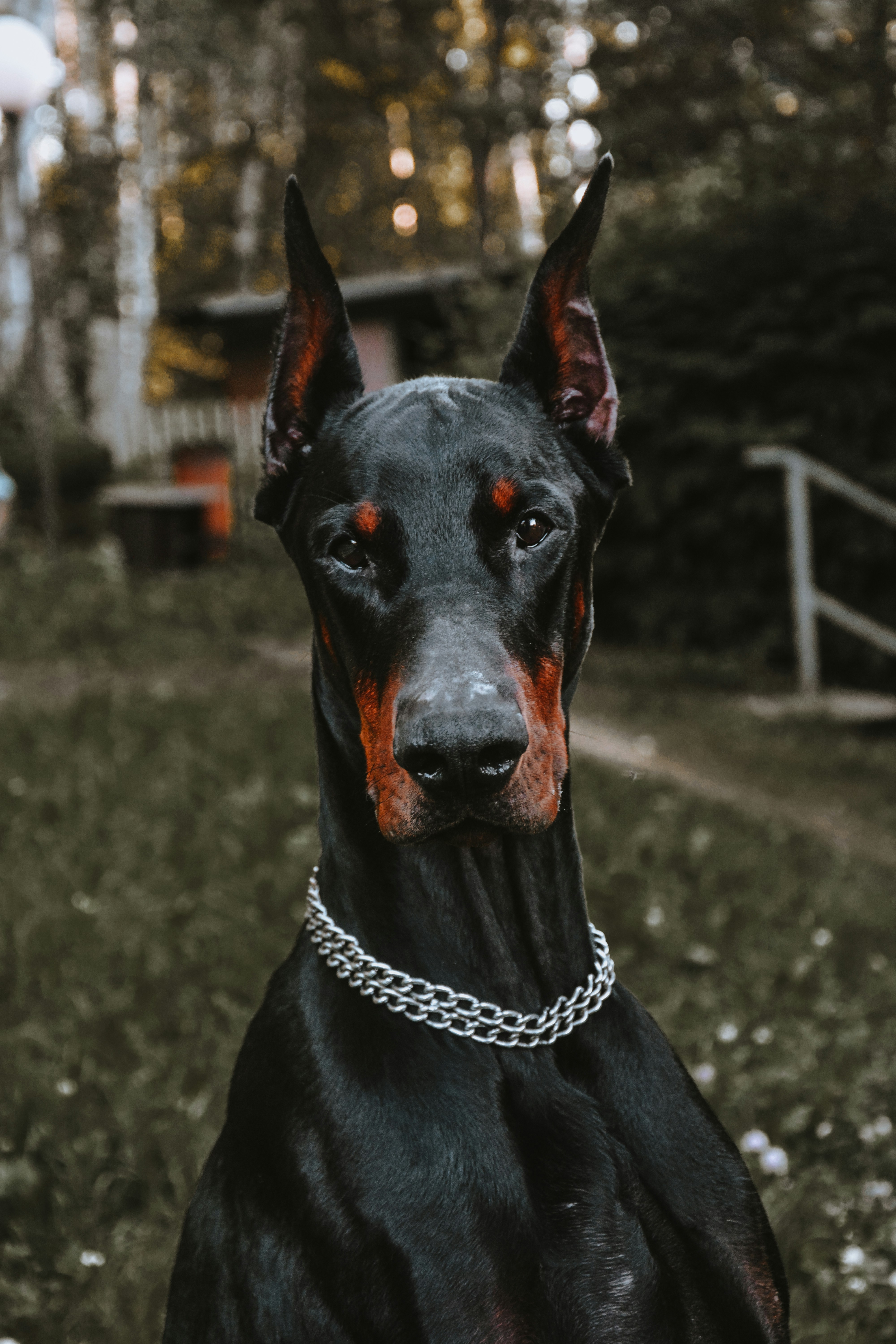 Close-up photography of adult doberman pinscher photo – Free Grey ...