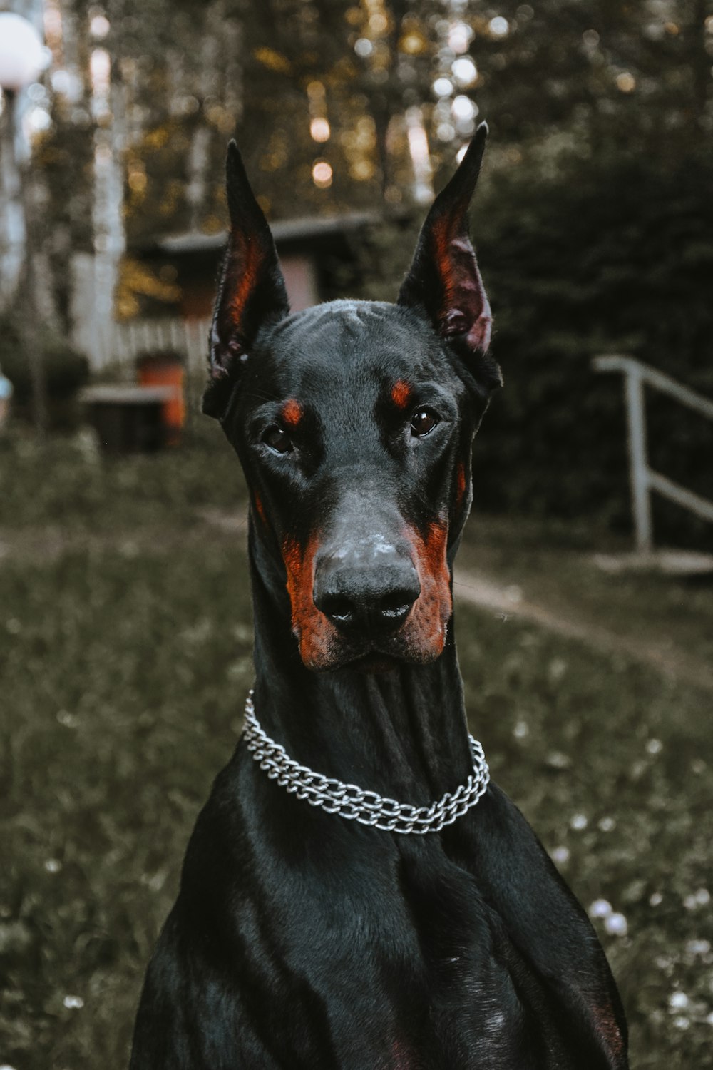 close-up photography of adult Doberman pinscher