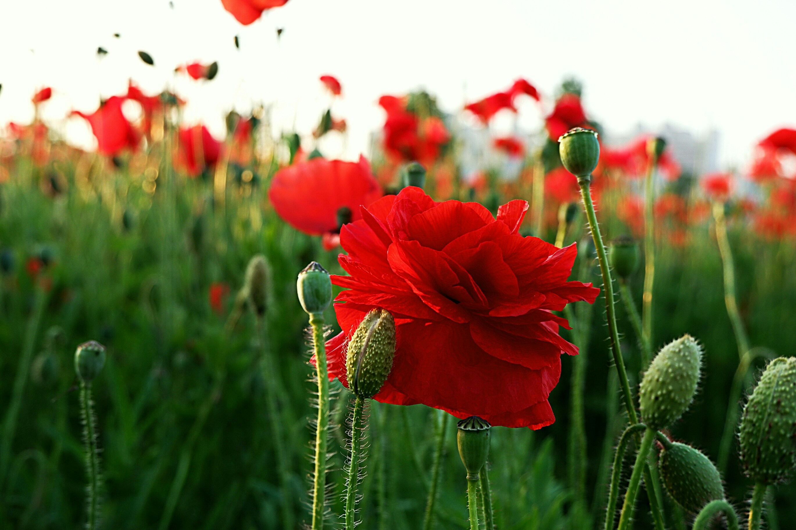 Photo by eragonknight89