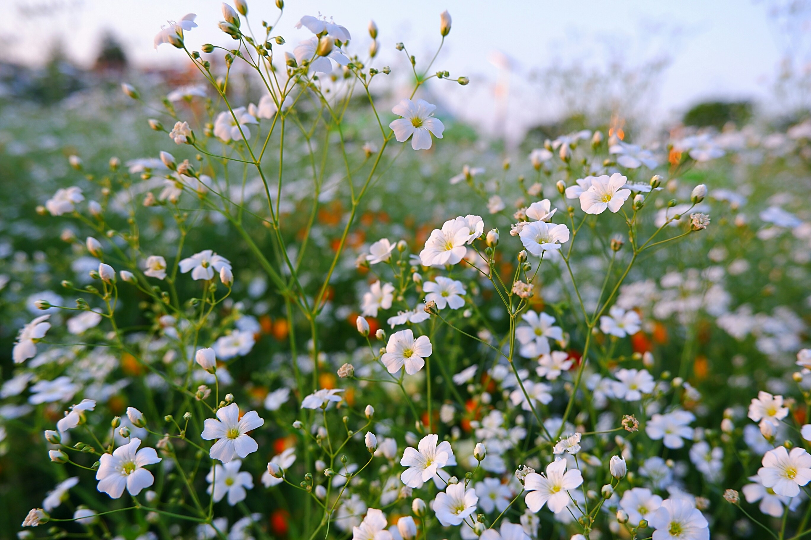brown and green grass field during daytime photo Free Image on Unsplash