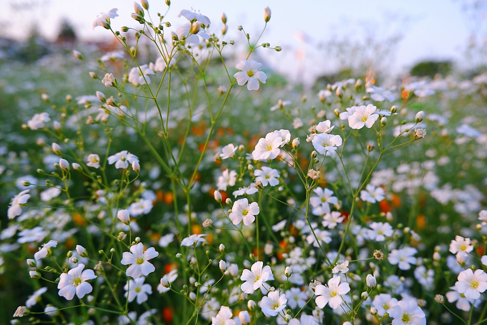 white flowers