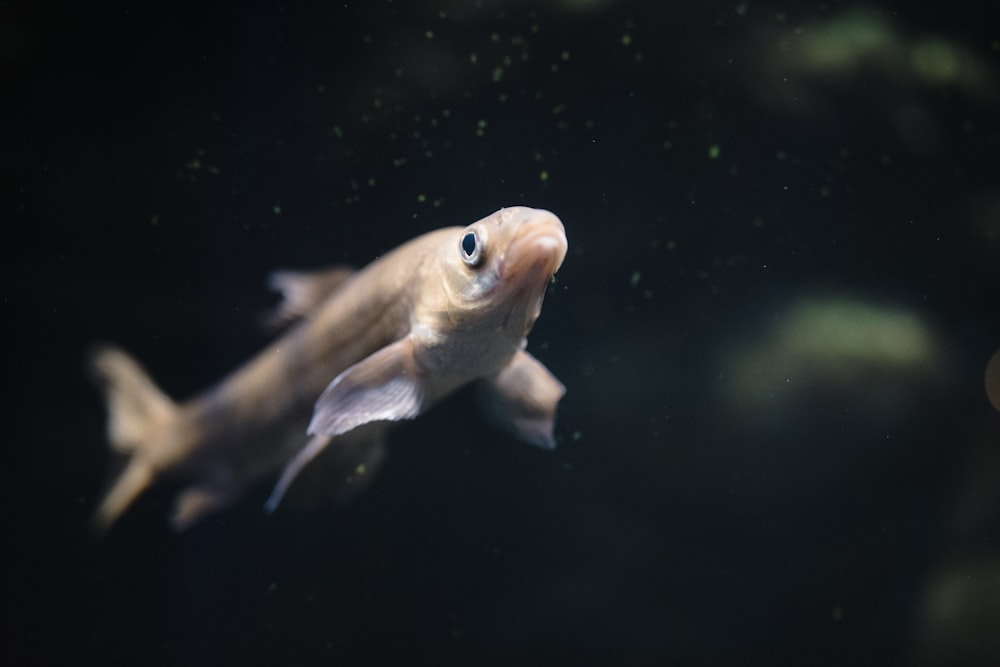 white and gray fish