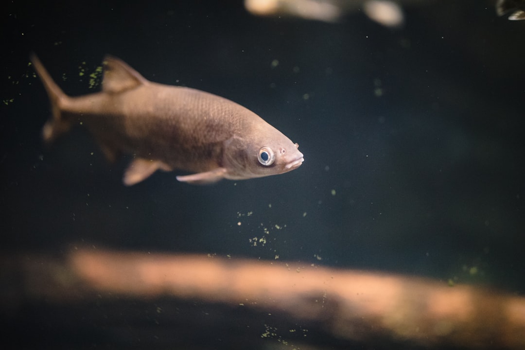 gray fish in water