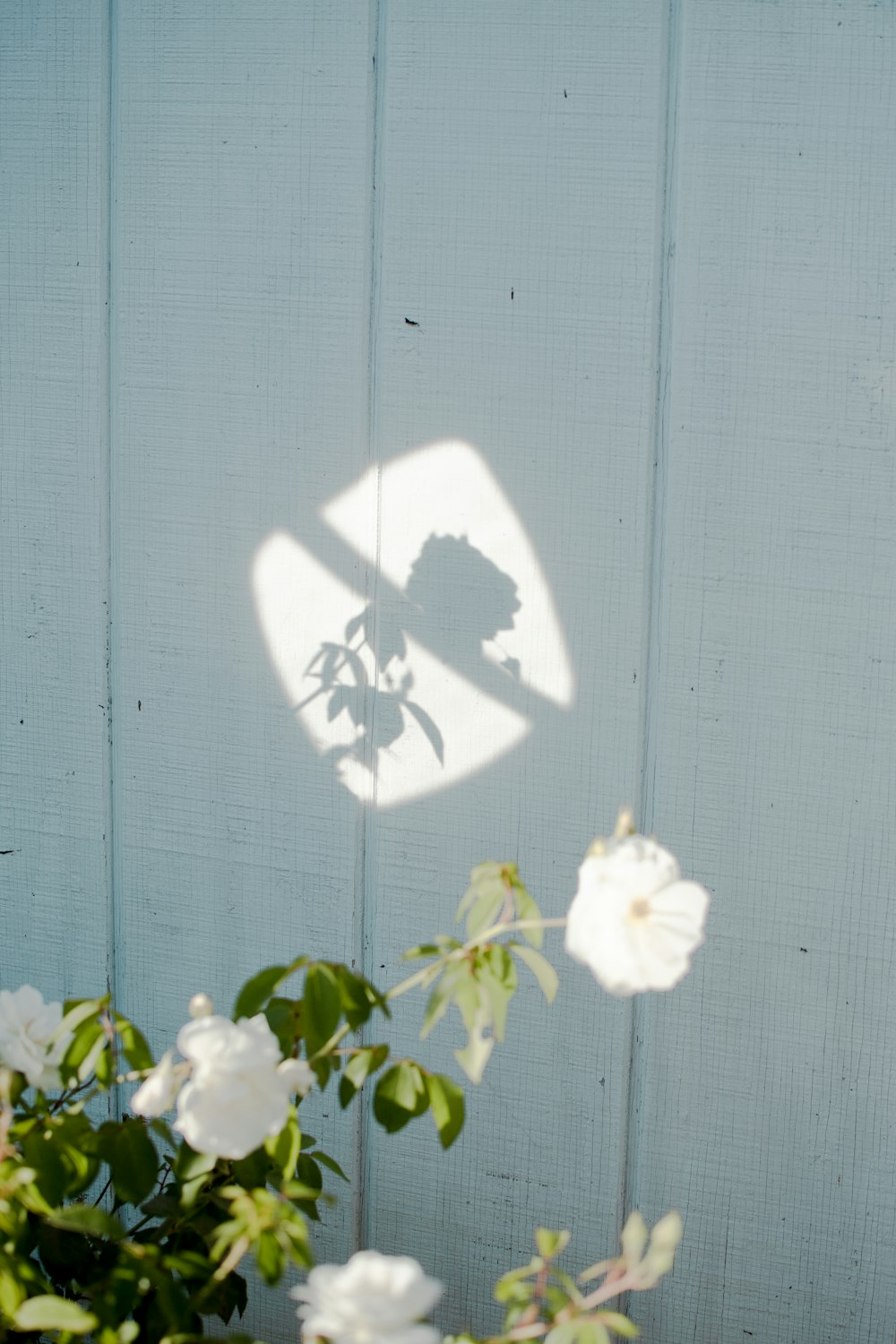 blooming white rose flowers