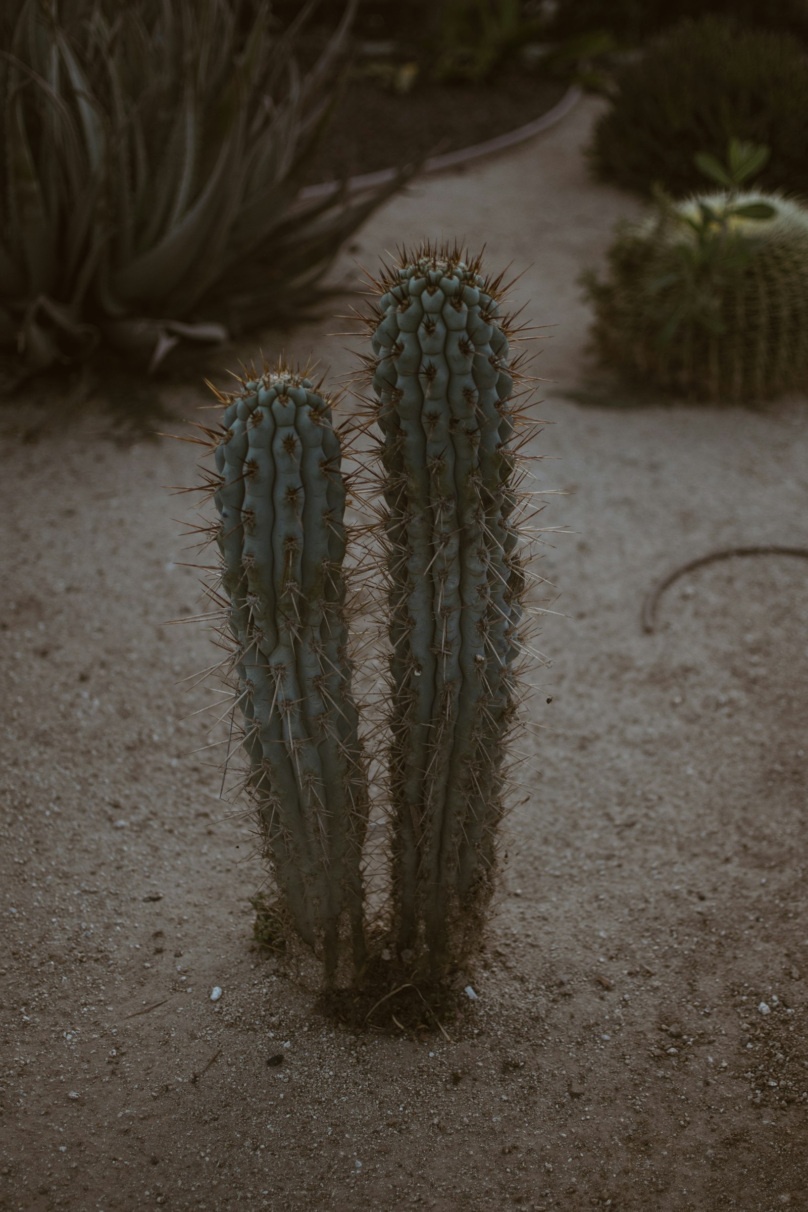 Nikon D500 + Nikon AF-S DX Nikkor 35mm F1.8G sample photo. Green cactus plant photography