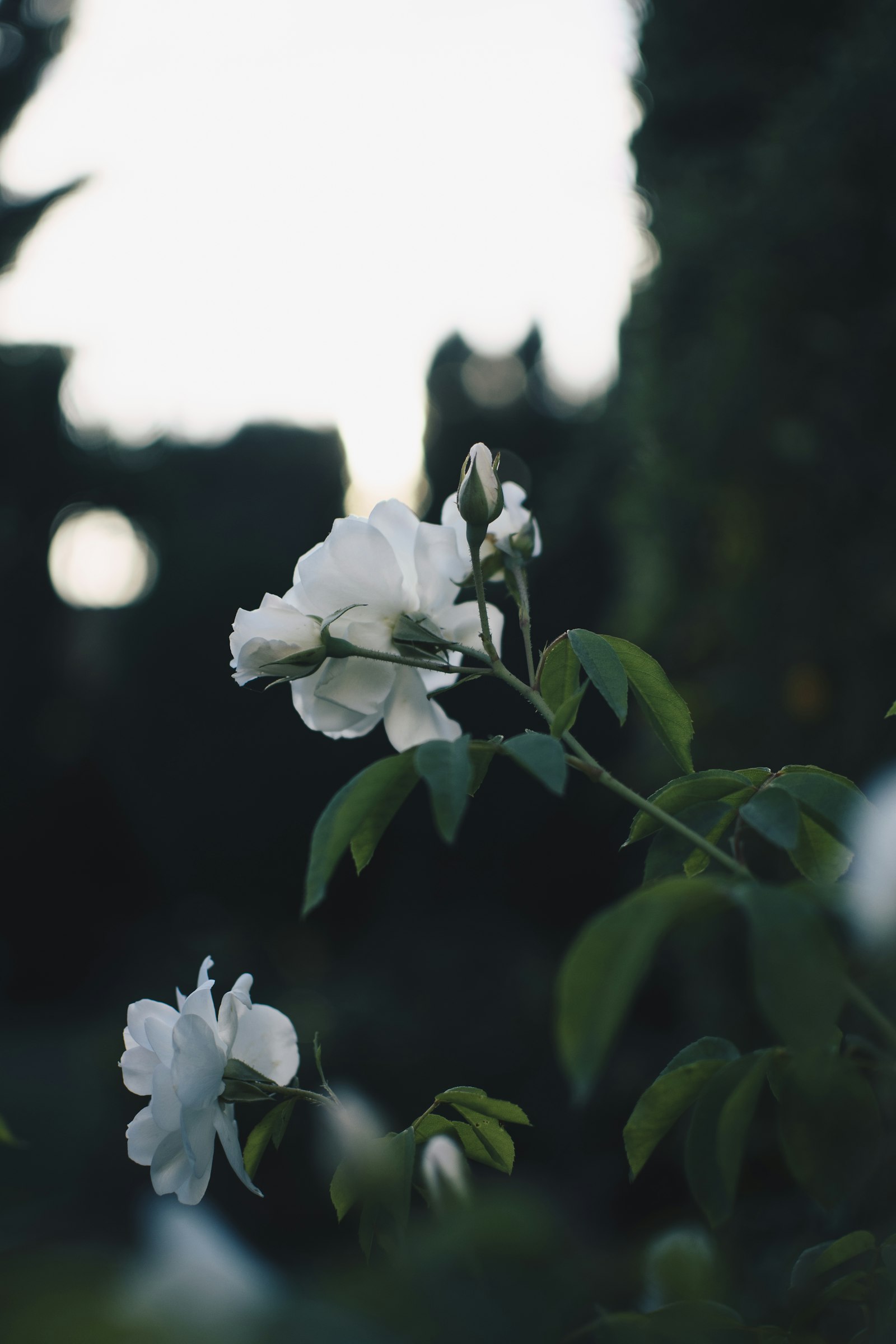 Nikon D500 + Nikon AF-S DX Nikkor 35mm F1.8G sample photo. Blooming white rose flowers photography