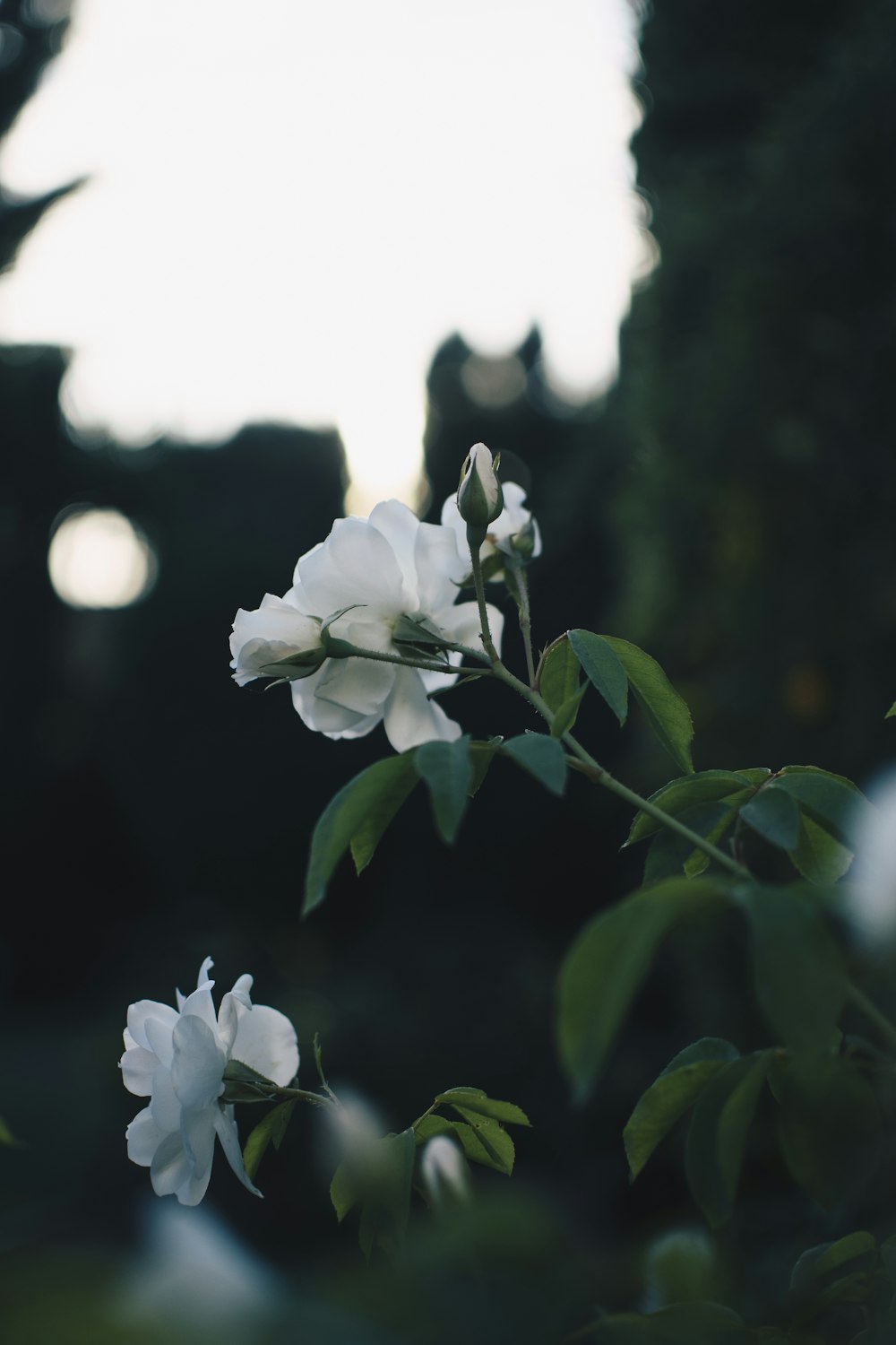 blooming white rose flowers