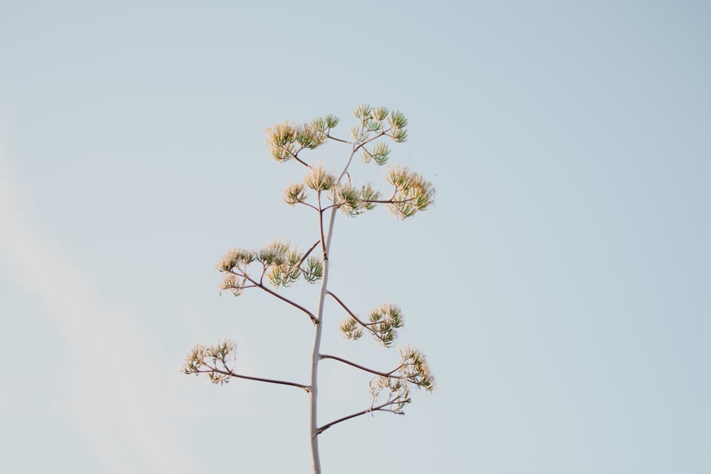 a tall plant with white flowers against a blue sky