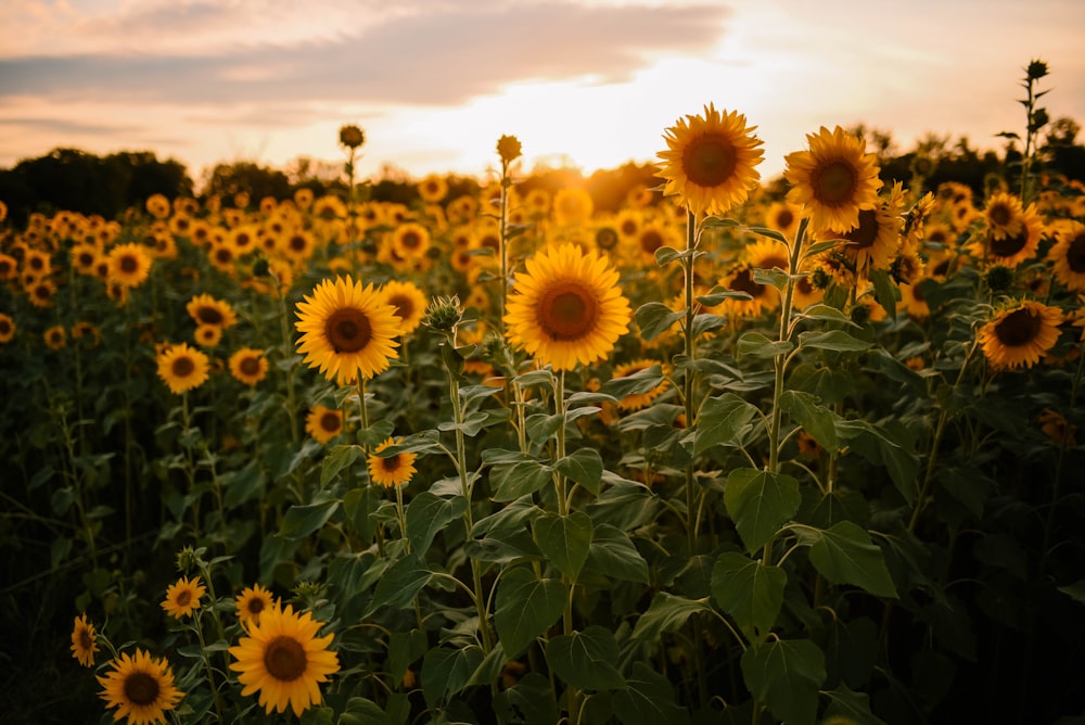 Sunflower field under white sky