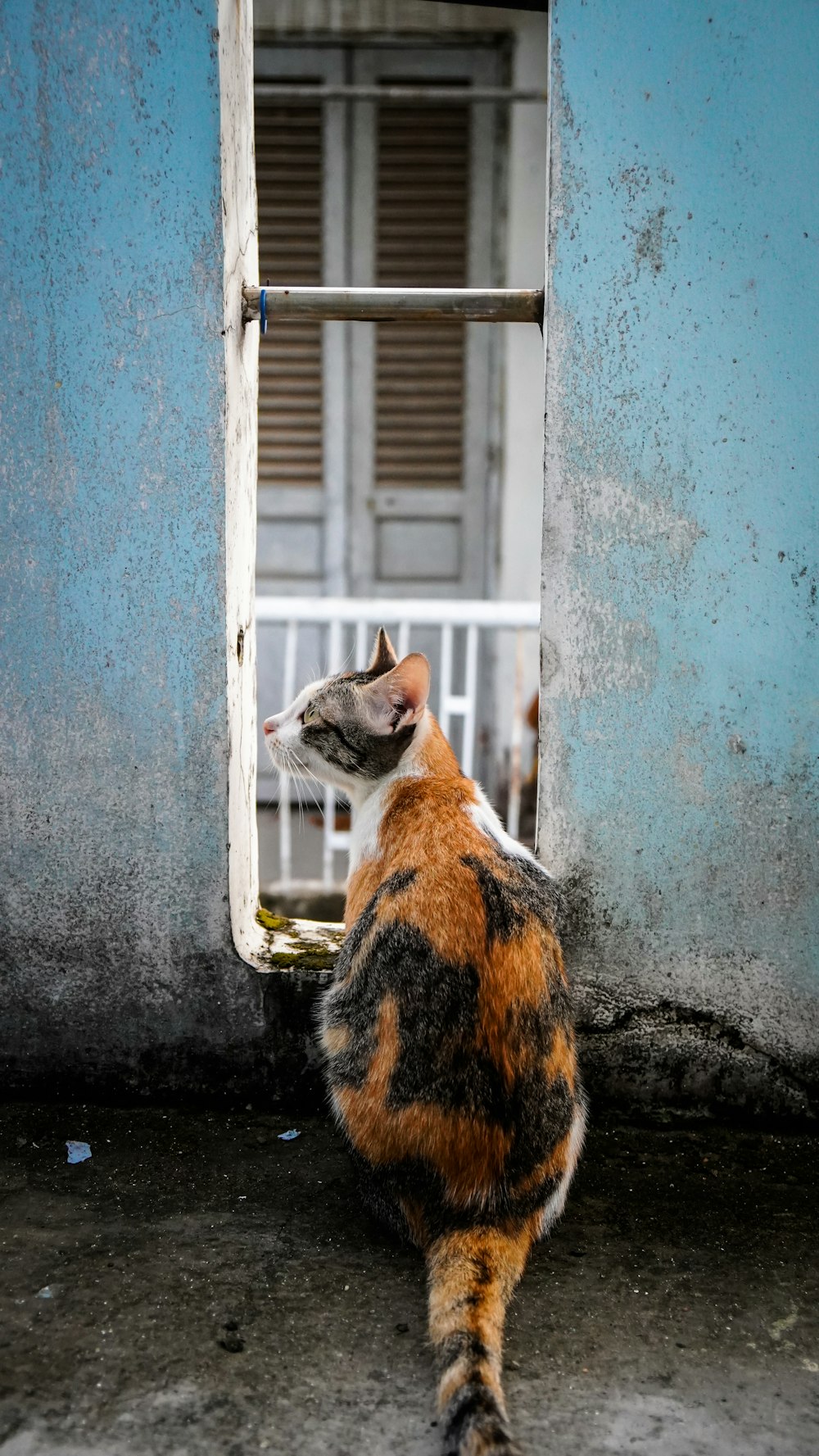 orange and black cat