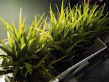 Several small pots filled with vibrant, green artificial grass are placed closely together on a reflective surface. The lighting casts distinct shadows, enhancing the texture and color of the grass blades.