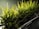 Several small pots filled with vibrant, green artificial grass are placed closely together on a reflective surface. The lighting casts distinct shadows, enhancing the texture and color of the grass blades.
