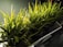 Several small pots filled with vibrant, green artificial grass are placed closely together on a reflective surface. The lighting casts distinct shadows, enhancing the texture and color of the grass blades.